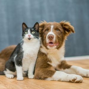 Guardians of Paws: Your Essential Guide to Pet Safety During Emergencies